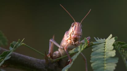 വെട്ടുക്കിളി ശല്യം നേരിടാൻ കേന്ദ്രസർക്കാർ നീക്കം ഊർജിതമാക്കി: പ്രതിരോധത്തിന് ഡ്രോണുകളും രംഗത്ത്