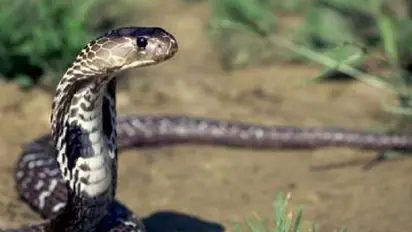 Teenager dies of snakebite in Lakhimpur Kheri