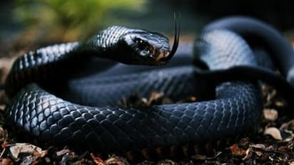 ಹಾವು ಕಡಿತದಿಂದ ಒಬ್ಬ 30 ಬಾರಿ ,  ಮತ್ತೊಬ್ಬರು 29 ಸಲ ಸಾವು; 4 ವರ್ಷದಲ್ಲಿ ಕೋಟಿ ಕೋಟಿ ಹಗರಣ