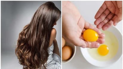 മുടി തഴച്ച് വളരാൻ മുട്ട കൊണ്ടുള്ള ഹെയർപാക്കുകൾ