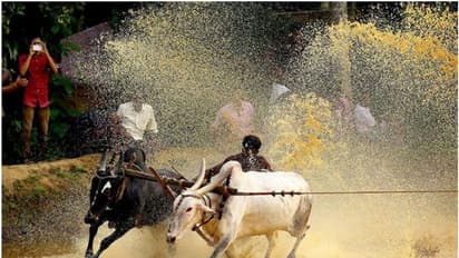 ലോക്ക്ഡൗൺ ലംഘിച്ച് കാളപൂട്ട് മത്സരം ; പാലക്കാട് രണ്ട് പേര്ക്കെതിരെ കേസ്