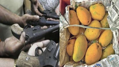 आम के साथ भेजे जा रहे थे पिस्टल और कारतूस, ऐसे खुल गया राज