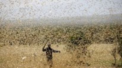 ദില്ലിയും കീഴടക്കി വെട്ടുക്കിളികള്‍