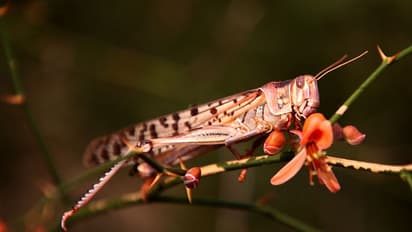 टिड्डी करेंगी 'ड्रैगन' को कंगाल, पिछले दिनों भारत पर हमले को लेकर मांग रहा था मन्नतें