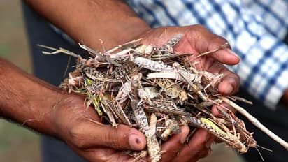 Locust attack: NGT dismisses plea for implementation of Centre's contingency plan