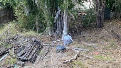 ഈ ചിത്രത്തിലൊരു ഭീമന് പാമ്പ് ഒളിഞ്ഞിരിപ്പുണ്ട്, കണ്ടുപിടിക്കാമോ