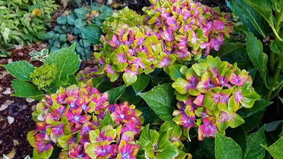 ഒരു ചെടിയില് രണ്ടുനിറത്തിലുള്ള ഹൈഡ്രാഞ്ചിയ പൂക്കള്; ഇത് വ്യത്യസ്തയിനം കുള്ളന്ചെടി