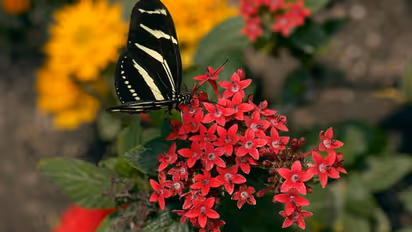 ആവശ്യത്തിന് സൂര്യപ്രകാശം ലഭിച്ചാല് ഇഷ്ടംപോലെ പൂക്കള് തരുന്ന ചെടി; പെന്റാസ് വളര്ത്താം പൂന്തോട്ടത്തില്