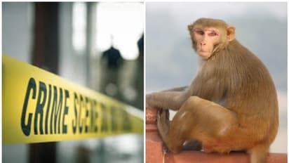 গাছের ডালে ঝোলানো হল ফাঁসিতে, ছটফট করতে করতে মানুষের হাতে নৃশংস মৃত্যু বানরের