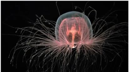 'മരണമോ, അതെന്താ?'- എത്ര വയസ്സായാലും മരിക്കാത്ത ഈ വിചിത്രജീവിയുടെ അതിജീവനരഹസ്യമിതാണ്