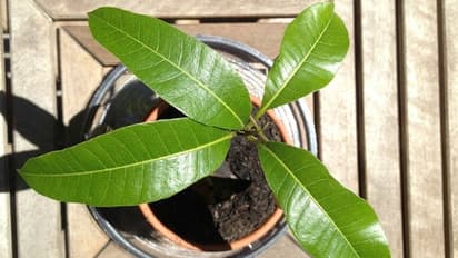 മാവും ചെടിച്ചട്ടിയില് ഇന്ഡോര് പ്ലാന്റ് ആയി വളര്ത്താം