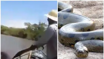 Watch: 3 people try to pull 17-foot anaconda out of water; police fine trio
