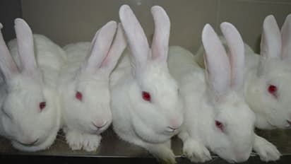 বাস্তুমতে বাড়িতে এই পোষ্যগুলি থাকলে ফিরবে সৌভাগ্য, দূর হবে নেগেটিভ শক্তি