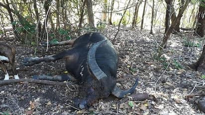 గేదెకు దశదిన కర్మ.. గ్రామస్తులకు భోజనాలు.. ఓ జంతు ప్రేమికుడి నివాళి..