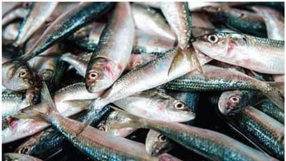 കേരളത്തിൽ മത്സ്യലഭ്യത കുറഞ്ഞു; മത്തി കഴിഞ്ഞ 20 വർഷത്തെ ഏറ്റവും താഴ്ന്ന നിലയിൽ, അയലയും കുറവ്