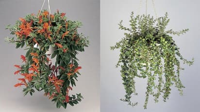 കണ്ടാല് ഗോള്ഡ് ഫിഷ് എന്നുതോന്നും, ഇത് മനോഹരമായ പൂച്ചെടിയാണ്; വീട്ടില് വളര്ത്താം