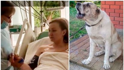 ജീവനോടെ കടിച്ചു തിന്നാൻ ശ്രമിച്ച ഭീമൻനായയിൽ നിന്ന് അമ്മയെ രക്ഷിച്ചത് ആറുവയസ്സുകാരൻ കാണിച്ച ബുദ്ധി