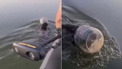 പ്ലാസ്റ്റിക് പാത്രം തലയില് കുടുങ്ങിയ കരടിക്കുട്ടിയെ രക്ഷിക്കുന്ന കുടുംബം; വീഡിയോ