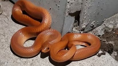 'ബ്യൂട്ടീ...'; അത്യപൂര്വ്വയിനത്തില് പെട്ട പാമ്പിനെ കണ്ടുകിട്ടിയ സന്തോഷം...