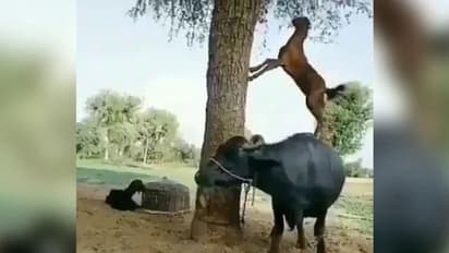 വീണ്ടും വൈറലായി 'സ്മാര്‍ട്ട്' ആട്; ട്വിറ്ററില്‍ കയ്യടി...