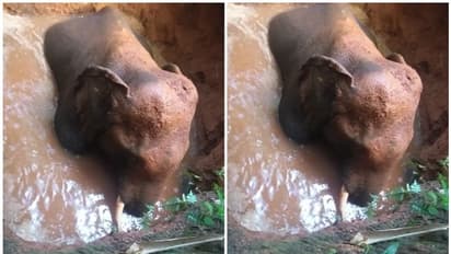 പൂയം കുട്ടിയിൽ വനമേഖലയോട് ചേർന്ന കിണറ്റില് കാട്ടാന വീണു