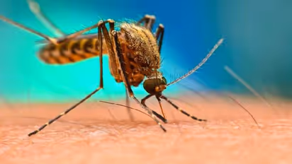 കൊതുകിനെ തുരത്താന് വീടിനുള്ളില് ചെയ്യേണ്ട ആറ് കാര്യങ്ങള്...