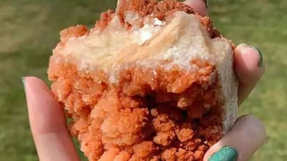 'ഫ്രൈഡ് ചിക്കന്‍ അല്ലേ?'; ആളെപ്പറ്റിക്കുന്ന ഫോട്ടോ...