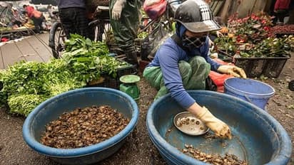 ಇಲಿಗಳನ್ನ ಫ್ರೈ ಮಾಡಿ ಸಮೋಸದಂತೆ ಬಾಯಿ ಚಪ್ಪರಿಸಿ ತಿಂತಿದ್ದಾರೆ ಜನ