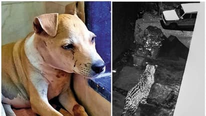 കുഞ്ഞിനെക്കൊല്ലാൻ വന്ന പുലിയെ നേരിട്ട് അമ്മപ്പട്ടി, മറ്റു തെരുവുനായ്ക്കളും കൂടെച്ചേർന്നപ്പോൾ തോറ്റോടി പുലി