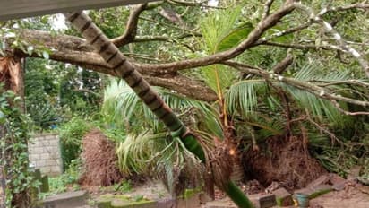 ശക്തമായ കാറ്റിലും മഴയിലും മരം വീണ് കൃഷികൾ നശിച്ചു