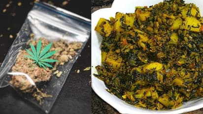 ഉലുവയില എന്ന് തെറ്റിദ്ധരിച്ച് കറിയിലിട്ടത് കഞ്ചാവിന്റെ ഇല, ഉത്തർപ്രദേശിൽ ഒരു കുടുംബം മുഴുവൻ ആശുപത്രിയിൽ