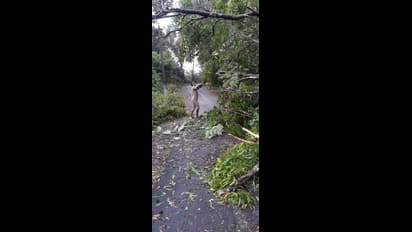 ರಸ್ತೆಗೆ ಮರ: ಎಸ್ಸೆಸ್ಸೆಲ್ಸಿ ಮಕ್ಕಳಿಗೆ ನೆರವಾದ ಬಿಇಒ ಬಿಂಬ