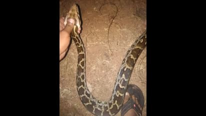 ಮನೆಯಂಗಳದಲ್ಲಿತ್ತು 13 ಹೆಬ್ಬಾವು ಮರಿಗಳು: ಇಲ್ಲಿವೆ ಫೋಟೋಸ್