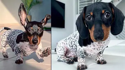 This dachshund puppy has unique black and white spotted boy; confuses netizens