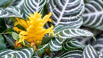 സീബ്രാച്ചെടിയുടെ ഇലകളും പൂക്കളും ആകര്ഷകം; വീട്ടിനുള്ളിലും പുറത്തും വളര്ത്താം