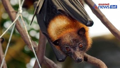 ஆண்டுக்கு 2 மில்லியன் மக்கள் விலங்குகளால் ஏற்படும் நோய்களால் உயிரிழக்கின்றனர்..!! ஐ.நா மன்றம் அதிரச்சி..!!