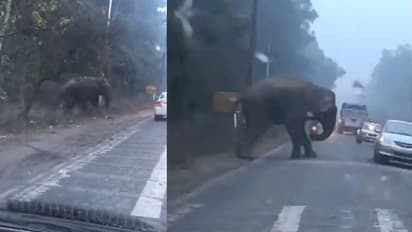 റോഡ് മുറിച്ചുകടക്കാൻ കാത്തു നിൽക്കുന്ന ആന; വൈറലായി വീഡിയോ
