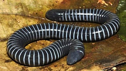 ব্যাঙের আত্মীয় হলেও রয়েছে সাপের মতো বিষথলি, জানা গেল এক নতুন প্রজাতির প্রাণীর কথা