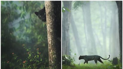 ബഗീരയാണോ? വീണ്ടും വൈറലായി കബിനിയില് നിന്നുള്ള ചിത്രങ്ങള്