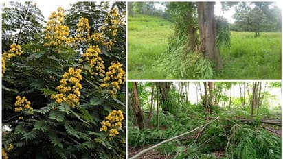 ഏറ്റവും ശല്യക്കാരന് ; ഒടുവില് സര്ക്കാര് തന്നെ 'സെന്ന'യെ കാടിറക്കുന്നു