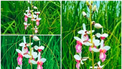 ഉത്തര്പ്രദേശില് 118 വര്ഷത്തെ ഇടവേളയ്ക്ക് ശേഷം പൂവിട്ട് അപൂര്വ്വയിനം ഓര്ക്കിഡ്