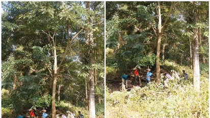 വനങ്ങളുടെ സ്വാഭാവികത നശിപ്പിച്ചു; ഒടുവില് സര്ക്കാര് തന്നെ 'സെന്ന'യെ കാടിറക്കുന്നു