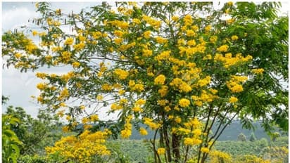 മൊഞ്ചുകൂട്ടാൻ നട്ടുപിടിപ്പിച്ചു; കാട് മുടിക്കുന്ന മഞ്ഞക്കൊന്ന മുറിച്ചുമാറ്റാൻ കൂടുതൽ നടപടികളുമായി വനം വകുപ്പ്