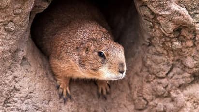 করোনা সঙ্কটের মধ্যে এবার হানা দিল প্লেগ, চিনের জন্যে আরেক মহামারির আশঙ্কা বিশ্বে