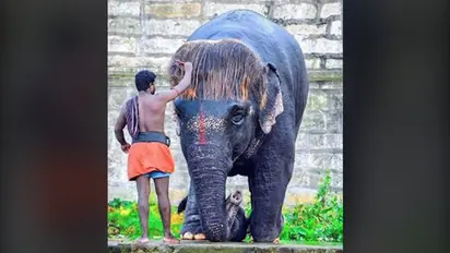 Meet Bob-Cut Sengamalam, the elephant with a fringe