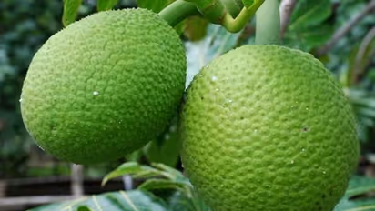 ബ്രഡ്ഫ്രൂട്ട് തന്നെ നമ്മുടെ കടച്ചക്ക; കൃഷി ചെയ്താല് ആറു വര്ഷങ്ങള്ക്കുള്ളില് വിളവെടുക്കാം