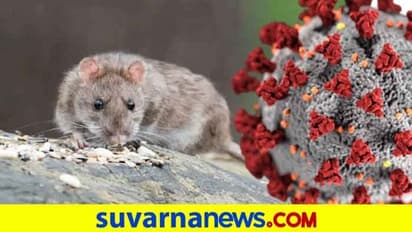 ಕೊರೋನಾ ಜೊತೆಗೆ ಮತ್ತೊಂದು ಆಘಾತ, ಚೀನಾದಲ್ಲಿ ಕಾಣಿಸಿಕೊಂಡಿದೆ ಪ್ಲೇಗ್ ರೋಗ!