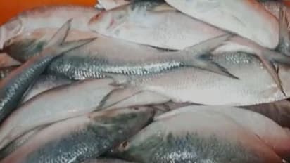 Digha gets first batch of Hilsa fish in his season
