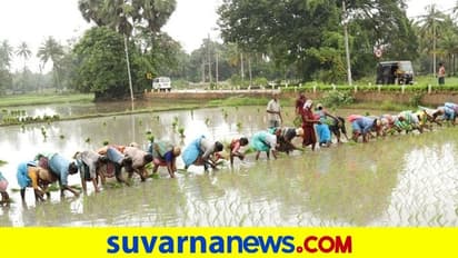 ಕೊರೋನಾ ಎಫೆಕ್ಟ್: ಭತ್ತದ ಬೆಳೆ ಭರ್ಜರಿ ಹೆಚ್ಚಳ!