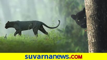 6 ತಿಂಗಳ ಬಳಿಕ ಕಾಕನಕೋಟೆ ಅರಣ್ಯದಲ್ಲಿ ಕರಿ ಚಿರತೆ ಪ್ರತ್ಯಕ್ಷ!